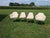 Mid-Century Modern Burke, Inc. Fiberglass Dining Chairs - Set of 4 For Sale - Image 10 of 10