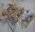Late 20th Century Set of 2 Vintage Summer Bloom Pencil Signed Botanical Sunflower Lithographs For Sale - Image 5 of 10
