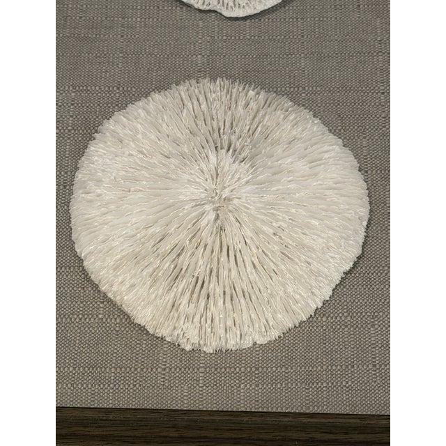 Vintage two white Fungiidae ( known as mushroom coral) inside gray wood framed box with linen background. These specimens...