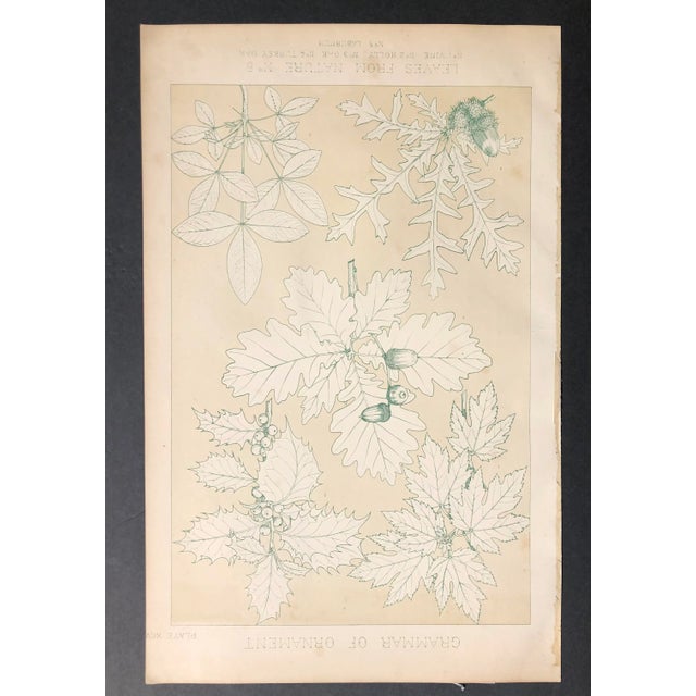 "Leaves from Nature" "Vine, Holly, Oak, Turkey Oaks and Laburnum" floral plate from a 19th century edition of Jones'...