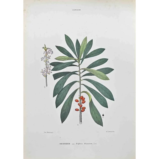 Lithograph hand watercolored. Belongs to the Series "Atlante di Botanica popolare ossia Illustrazione di Piante Notevoli...