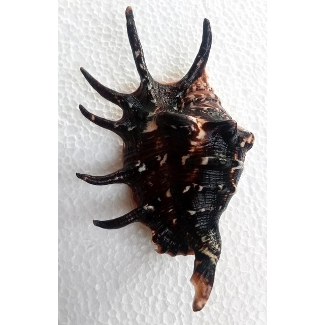 Natural Lambis Lambis Shell(size 117 Mm)good Condition For Sale - Image 4 of 5