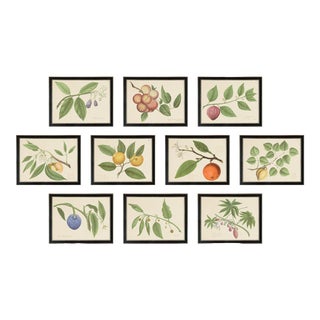 Contemporary Botanical Prints After Olof Rudbeck the Elder, Framed - Set of 10