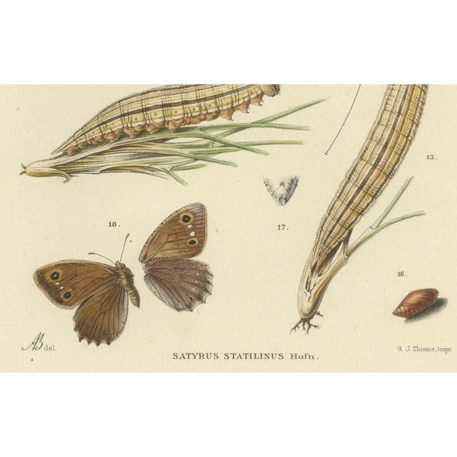 Paper Sepp & Brants, Satyrus Statilinus Butterflies, 1905, Paper, Set of 2 For Sale - Image 7 of 13