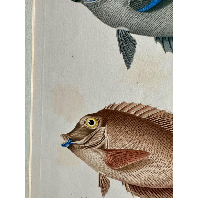 Set 3 Hand-Colored Engraving - Captain Duperry "Voyage De La Coquille" 1826 For Sale In Palm Springs - Image 6 of 18