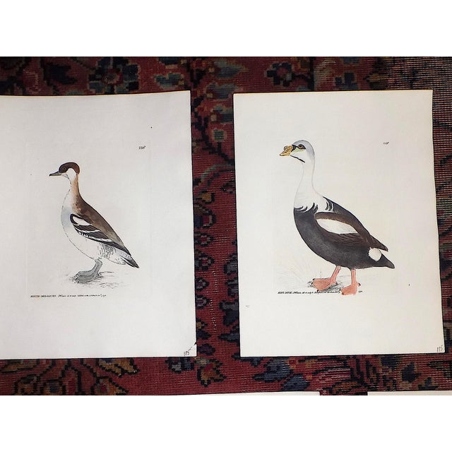 Antique 18th C. Water Bird Hand Colored Engravings c.1792 - Set of 8 For Sale - Image 4 of 9