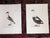 Antique 18th C. Water Bird Hand Colored Engravings c.1792 - Set of 8 For Sale - Image 4 of 9