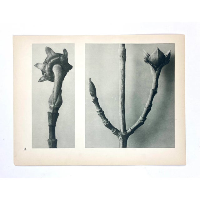 1920s Antique Botanical Blossfeldt Print - No. 20 For Sale - Image 5 of 5