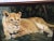Michigan artist Jim Johnson rendering of “Kayla” the female African lion reclining . Signed lower right corner . Measures...