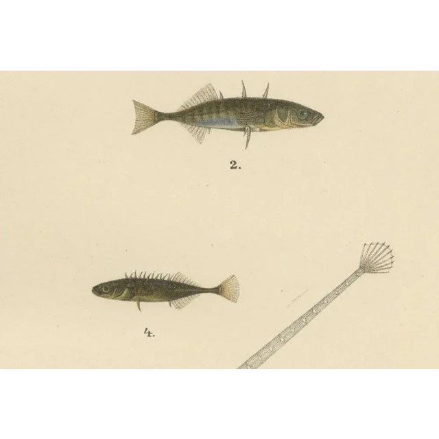 Sticklebacks and Pipefish - Graceful and Intricate Scandinavian Fish Lithograph This exquisite 19th-century lithograph...
