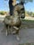 1970s Monumental Sergio Bustamonte Horse For Sale - Image 9 of 12