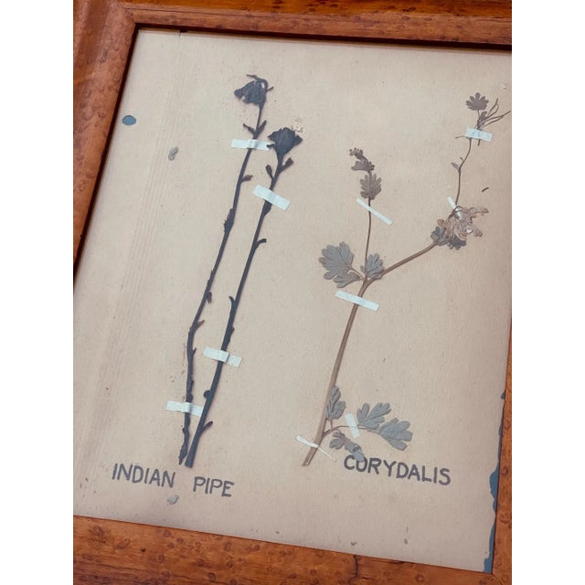 Wood Pair Antique Pressed Wildflowers Botanicals Herbarium Specimens 1936 Beautifully Displayed in Antique Birdseye Maple Frames For Sale - Image 7 of 9
