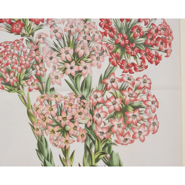 Wood Set of Nine Botanical Lithograph Prints After Louis Van Houtte For Sale - Image 7 of 18