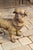 Vintage English Standing Pug Composition Sculpture with Glass Eyes and Collar For Sale - Image 11 of 12