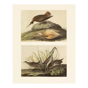 1966 Vintage Farmhouse Cottage Print After John James Audubon, "Sora Rail"