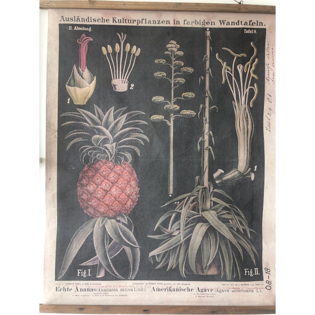 Reproduction Botanical Chart From German Original by Hermann Zippel & Carl Bollmann For Sale - Image 9 of 9