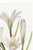 White Atamasco Lily, Vintage Botanical Art Print Reproduction by Mary Vaux Walcott, 32" X 48" For Sale - Image 8 of 10