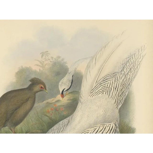 Silver Pheasant by Gould, 1850, Paper For Sale - Image 3 of 5