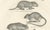 Antique Rodents & Hares Lithographs – Rabbits, Guinea Pig & Jerboa c.1830 This finely engraved pair of early 19th-century...
