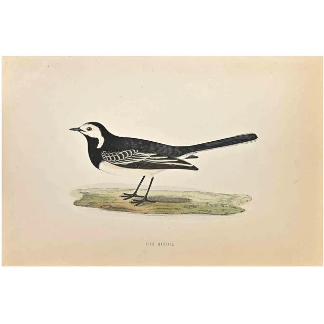 Pied Wagtail is a modern artwork realized in 1870 by the British artist Alexander Francis Lydon (1836-1917). Woodcut print...