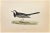 Pied Wagtail is a modern artwork realized in 1870 by the British artist Alexander Francis Lydon (1836-1917). Woodcut print...