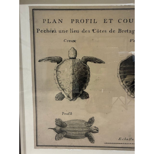 Natural Curiosities Large French 1765 Sea Turtle Natural History Study Reproduction Print, Framed For Sale - Image 4 of 10