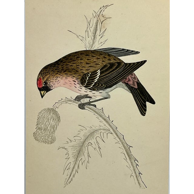 Antique Hand Tinted Bird Print From England Featuring a Red, Brown & Black Redpole - Circa 1880 For Sale - Image 11 of 12