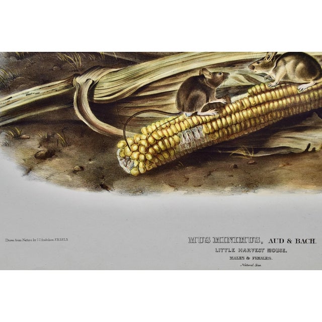 Mid 19th Century Audubon "Little Harvest Mouse": A Framed Original Audubon Hand-Colored Folio Lithograph, 1845 For Sale - Image 5 of 8