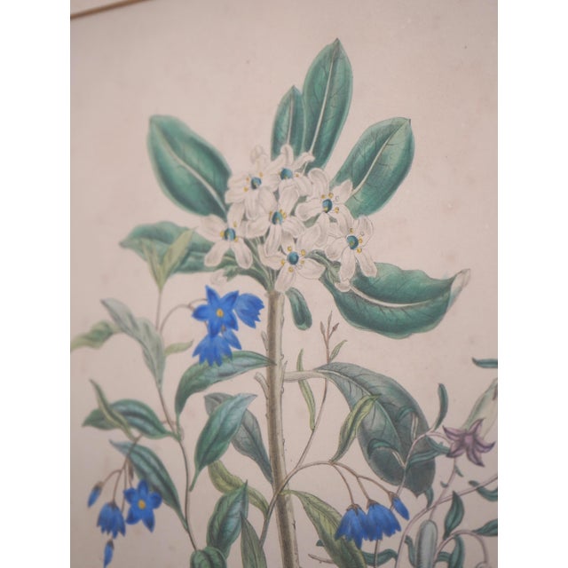 1900s Pair of Floral Engraving Prints Artwork For Sale - Image 4 of 14