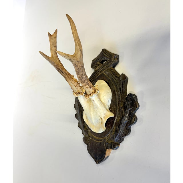 Rustic European 1959 German Roe Deer Antlers For Sale - Image 3 of 4