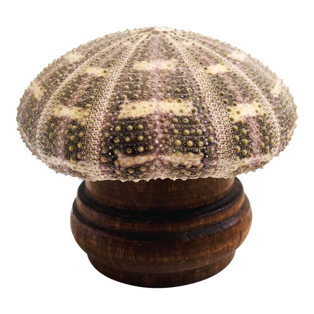 Vintage Sea Urchin Lamp For Sale