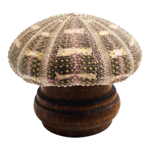 Vintage Sea Urchin Lamp