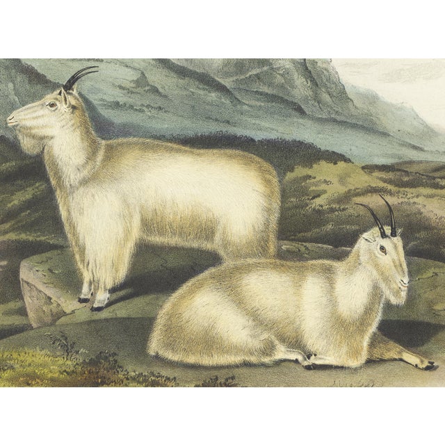 Original first edition Audubon stone lithograph from "The Viviparous Quadrupeds of North America", octavo edition, printed...