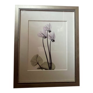 Vintage Original Artist’s Proof Photograph X-Ray Floral by Albert Koetsier, Framed For Sale