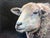 Guinness by Carrie Goller | Oil and cold wax on wood panel Sheep portrait on dark background For Sale