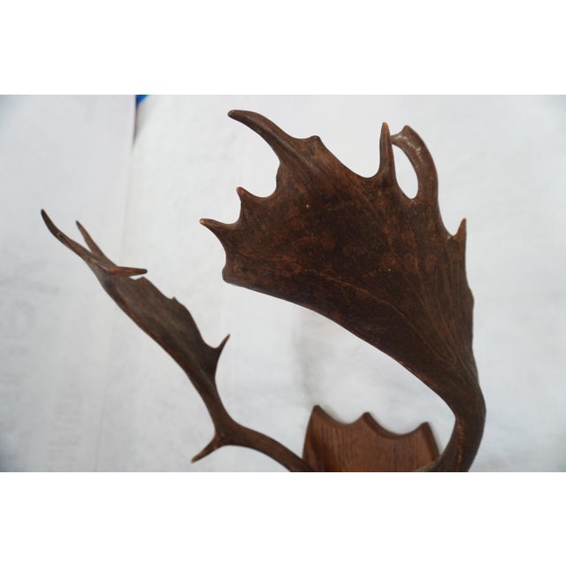 j.h. Armer Mounted English Antlers For Sale - Image 4 of 11