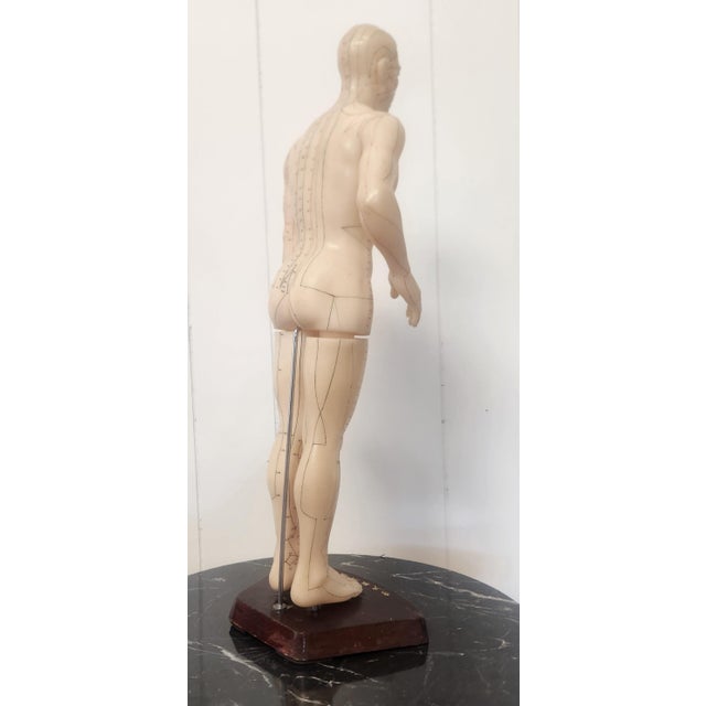 Wood Nude Man Acupuncture Model Chinese 1950s For Sale - Image 7 of 13