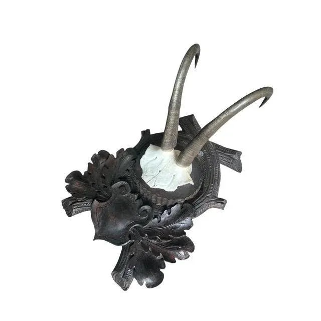 Cabin Early 1900s XL Chamois Goat Trophy Black Forest Horns Rd150 For Sale - Image 3 of 6