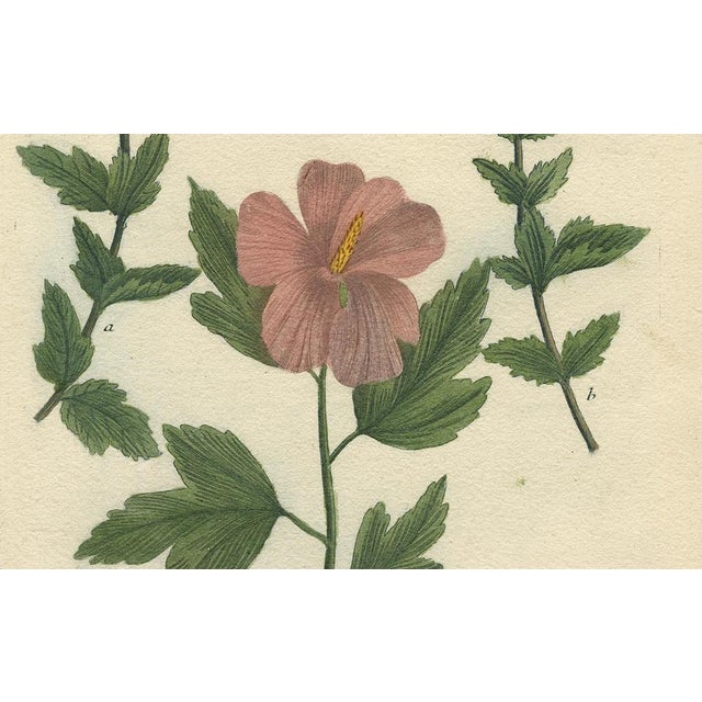 Mid 18th Century Weinmann, Tree Mallow Flowers, 1737, Engraving For Sale - Image 5 of 11