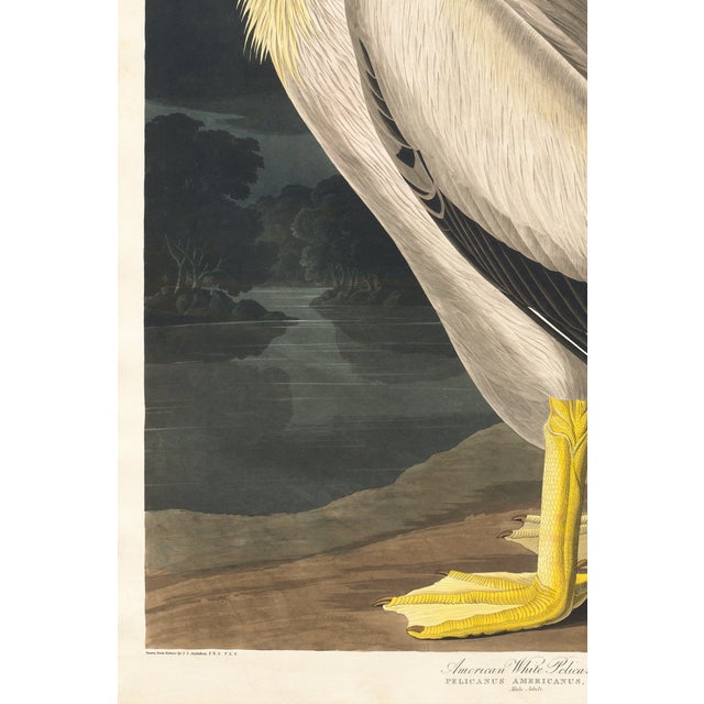 Black American White Pelican (Audubon), Vintage Art Print Reproduction, 40" X 60" For Sale - Image 8 of 9