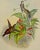 Salle's Hermit Hummingbirds: A 19th C. Gould Hand-Colored "Phaethornis Augusti", 1850 For Sale - Image 4 of 10