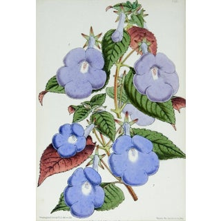1870's Botanical Chromolithograph For Sale