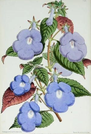 1870's Botanical Chromolithograph