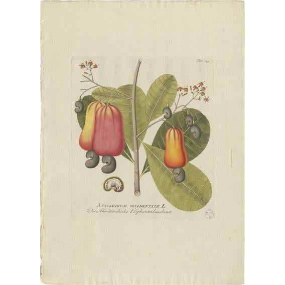 Plenck, Botany Illustration of a Cashew Tree, 1790s, Print For Sale - Image 5 of 5
