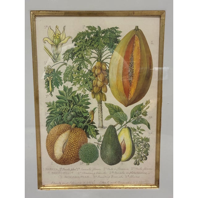 An elegant framed tropical botanical print by Trowbridge, featuring beautifully detailed natural history illustrations of...