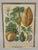 An elegant framed tropical botanical print by Trowbridge, featuring beautifully detailed natural history illustrations of...