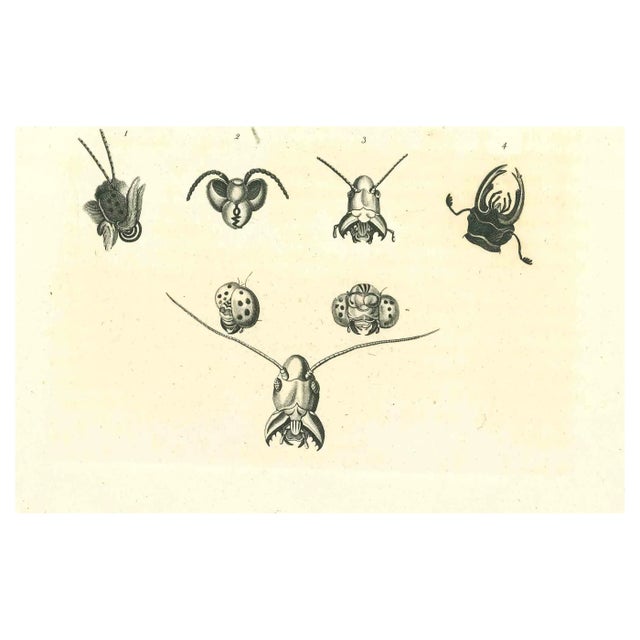 Thomas Holloway, The Physiognomy: The Insects, Original Etching, 1810 For Sale
