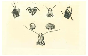 Thomas Holloway, The Physiognomy: The Insects, Original Etching, 1810