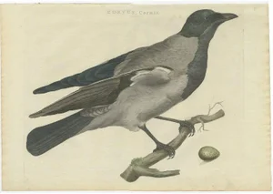Sepp & Nozeman, Hooded Crow, 1797, Paper