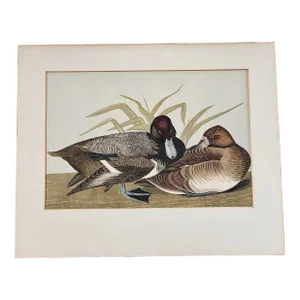 1960s After John James Audubon Octavo Plate 229 Greater Scaup Reproduction Print